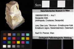 Foto (Objket + Etiketten) von Decapoda indet. 